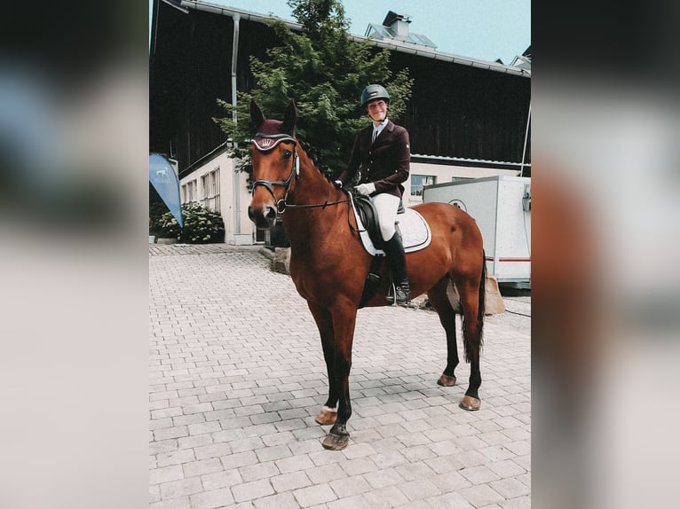 Irish sport horse Ruin 17 Jaar 165 cm Bruin in Niederseeon
