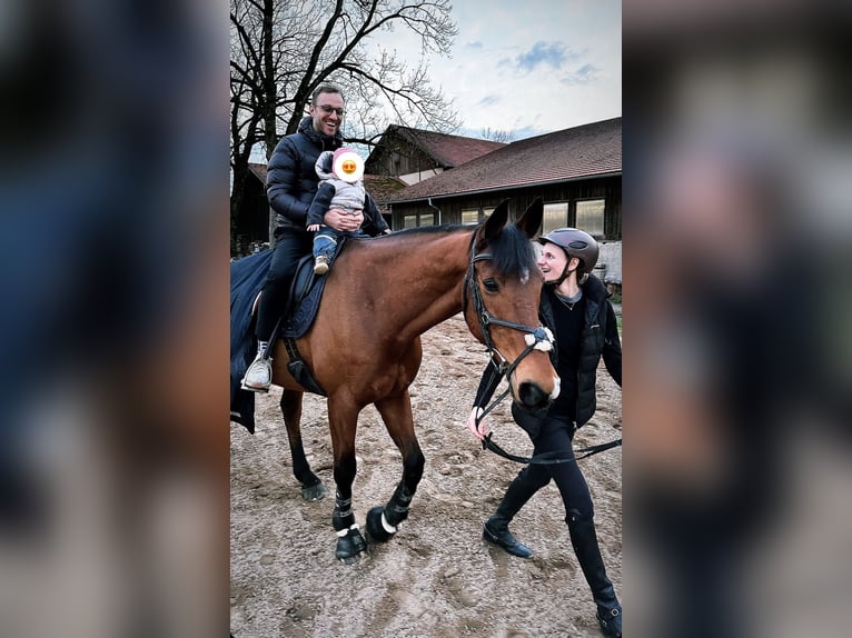 Irish sport horse Ruin 17 Jaar 165 cm Bruin in Niederseeon