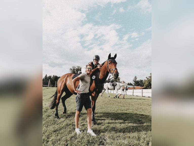 Irish sport horse Ruin 17 Jaar 165 cm Bruin in Niederseeon
