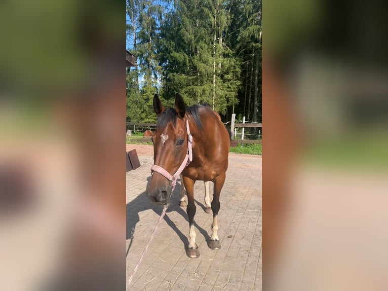 Irish sport horse Ruin 18 Jaar 158 cm Bruin in Völklingen