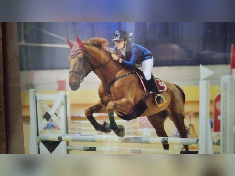 Irish sport horse Ruin 18 Jaar 172 cm Vos in Santa Margherita Ligure