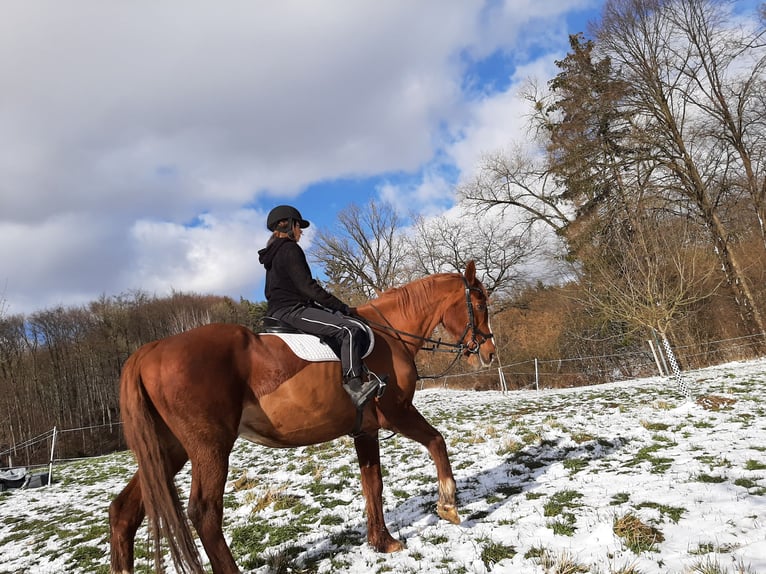 Irish sport horse Ruin 18 Jaar Vos in Techentin