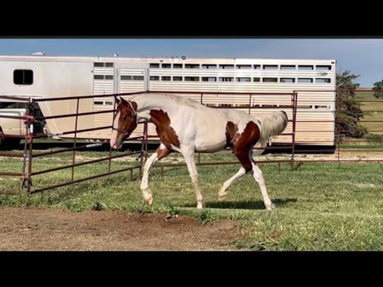 Irish sport horse Ruin 1 Jaar 173 cm Gevlekt-paard in Memphis