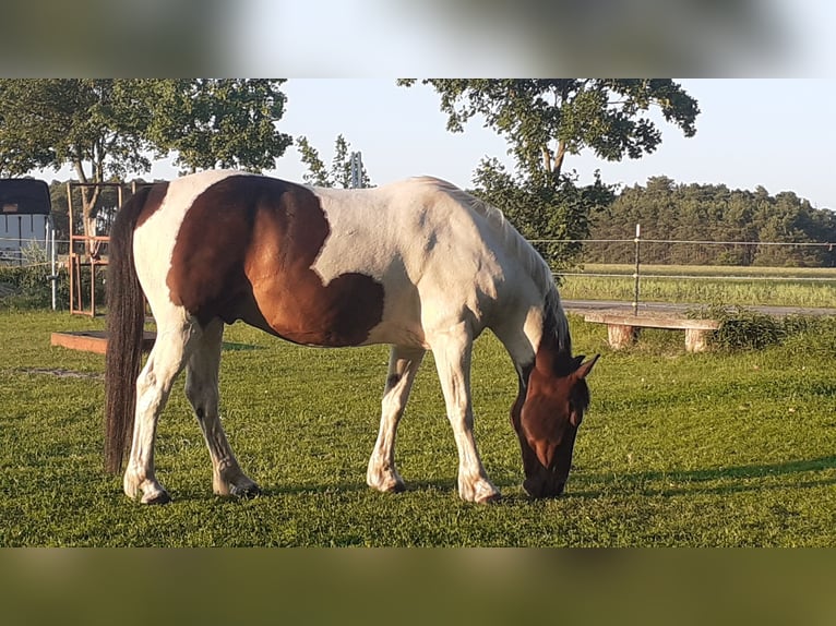 Irish sport horse Ruin 20 Jaar 144 cm Tobiano-alle-kleuren in Schwarmstedt