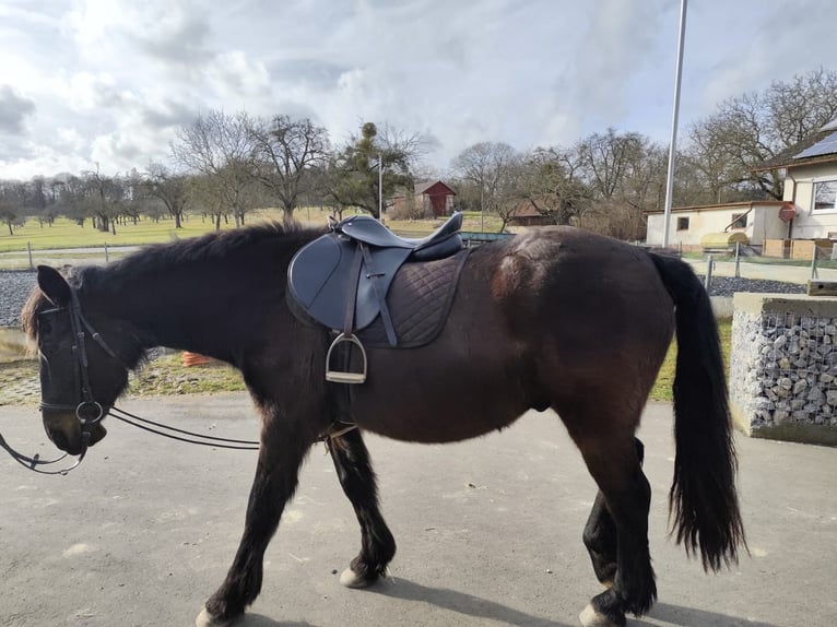 Irish sport horse Mix Ruin 20 Jaar 152 cm  in Boxberg
