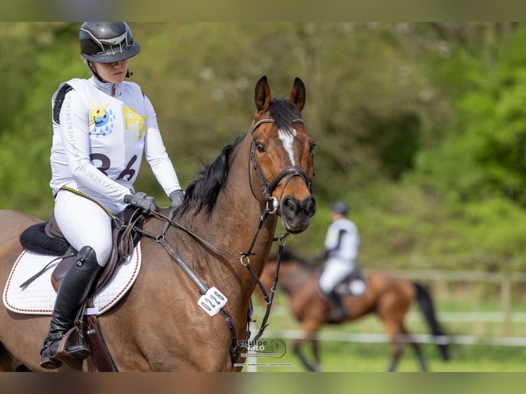 Irish sport horse Ruin 20 Jaar 170 cm Bruin in Darmstadt