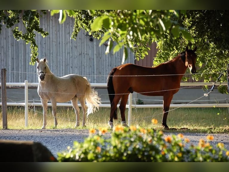 Irish sport horse Ruin 21 Jaar 168 cm Bruin in Ardon