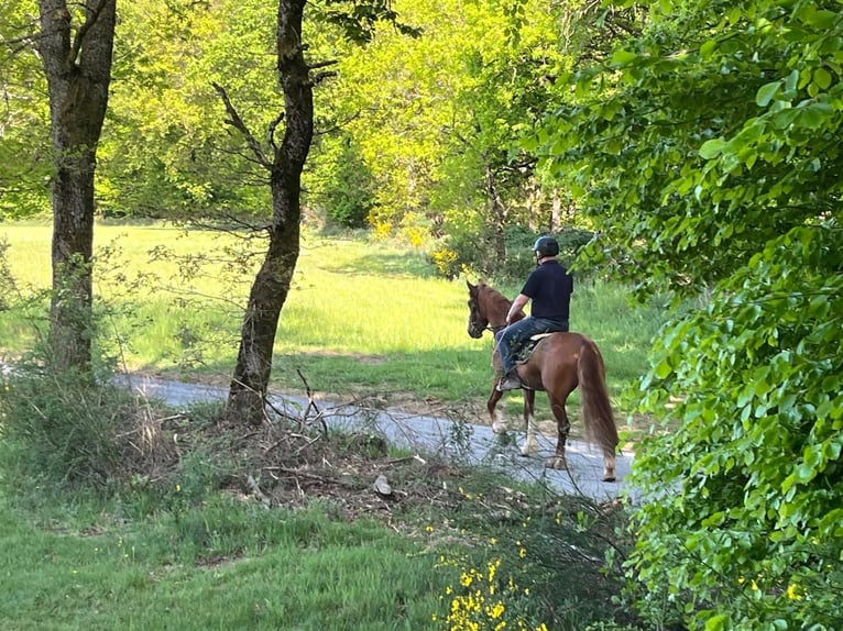 Irish sport horse Ruin 3 Jaar 151 cm Vos in Morsbach