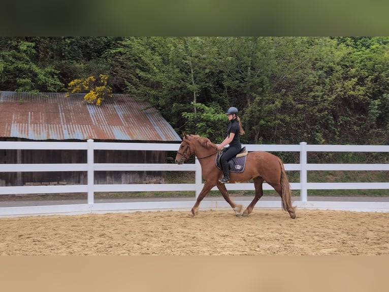 Irish sport horse Ruin 3 Jaar 151 cm Vos in Morsbach