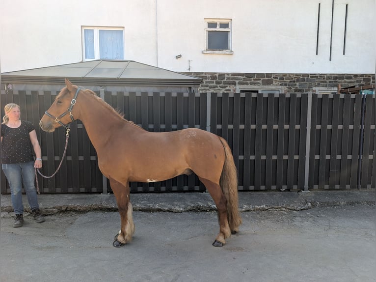 Irish sport horse Ruin 3 Jaar 151 cm Vos in Morsbach