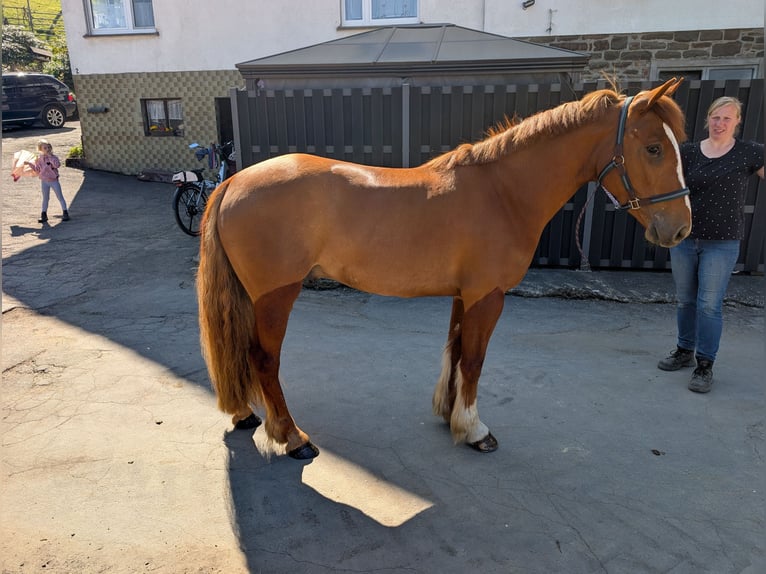 Irish sport horse Ruin 3 Jaar 151 cm Vos in Morsbach
