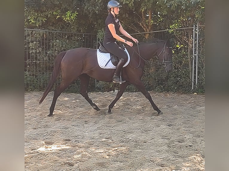 Irish sport horse Ruin 3 Jaar 162 cm Zwart in Lage