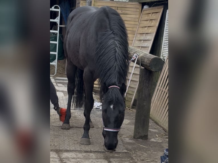 Irish sport horse Ruin 3 Jaar 163 cm Zwart in Norderstedt