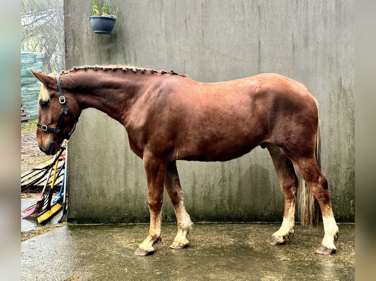 Irish sport horse Mix Ruin 3 Jaar 165 cm in Newry