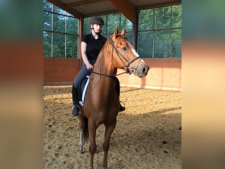 Irish sport horse Ruin 3 Jaar 168 cm Vos in Lage