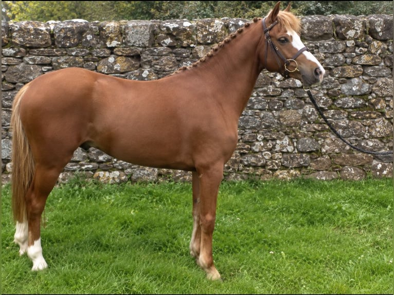 Irish sport horse Ruin 4 Jaar 128 cm Donkere-vos in Mayo