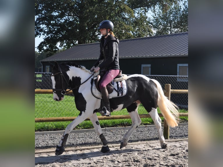 Irish sport horse Ruin 4 Jaar 146 cm Gevlekt-paard in Venlo