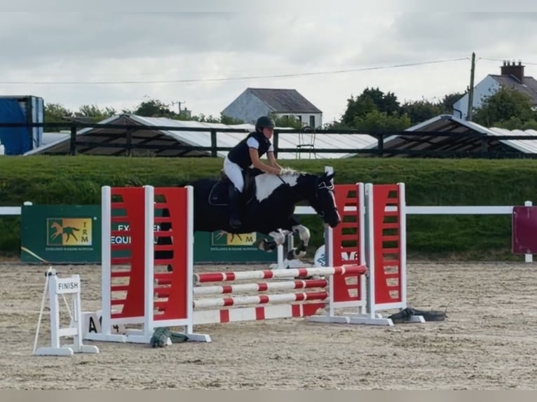Irish sport horse Ruin 4 Jaar 147 cm Gevlekt-paard in Mountrath, Co. Laois