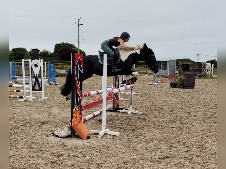 Irish sport horse Ruin 4 Jaar 147 cm Gevlekt-paard in Mountrath, Co. Laois