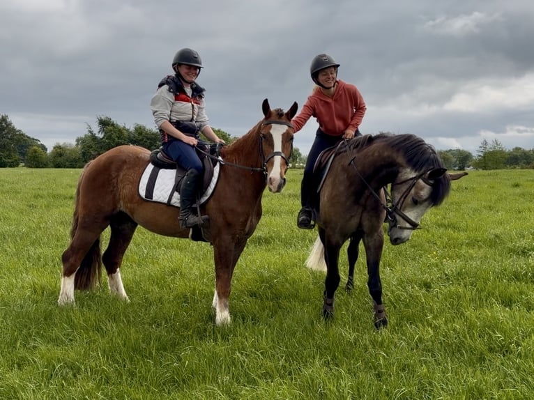 Irish sport horse Ruin 4 Jaar 148 cm Donkere-vos in Laois