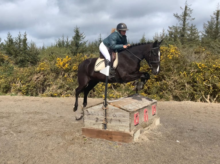 Irish sport horse Ruin 4 Jaar 148 cm Gevlekt-paard in Mountrath, Co. Laois