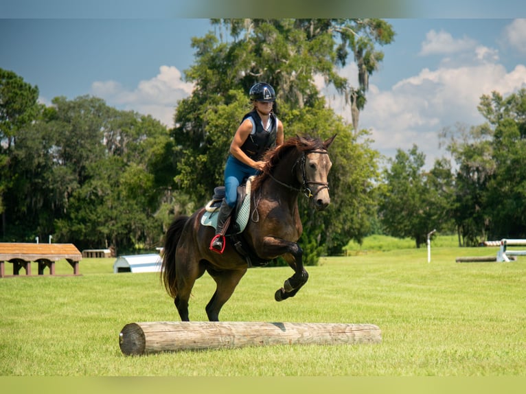 Irish sport horse Mix Ruin 4 Jaar 152 cm Buckskin in Ocala