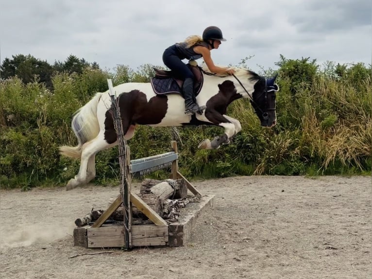 Irish sport horse Mix Ruin 4 Jaar 153 cm Gevlekt-paard in Mountrath, Co. Laois