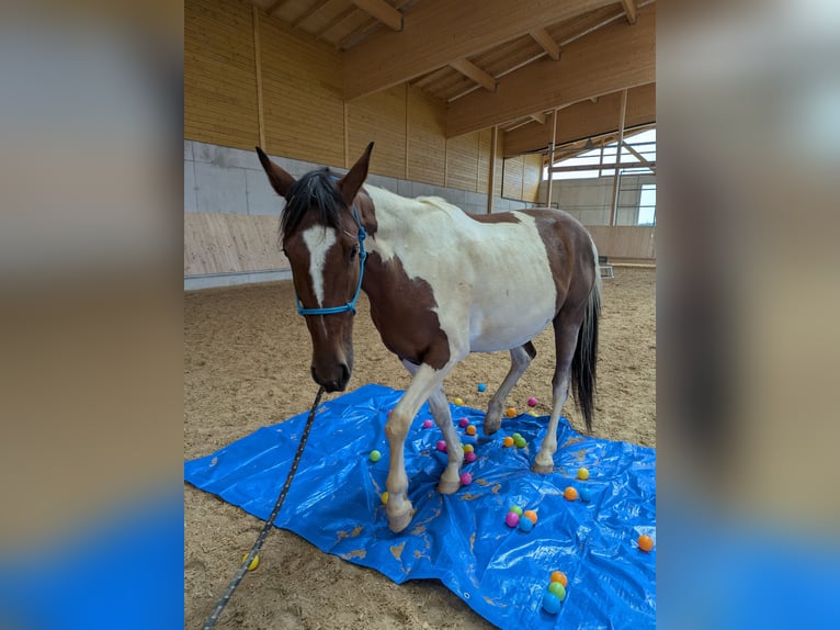 Irish sport horse Mix Ruin 4 Jaar 155 cm Gevlekt-paard in Oberhaching