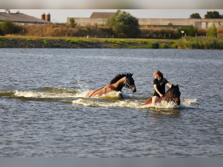 Irish sport horse Mix Ruin 4 Jaar 155 cm kan schimmel zijn in Beucha