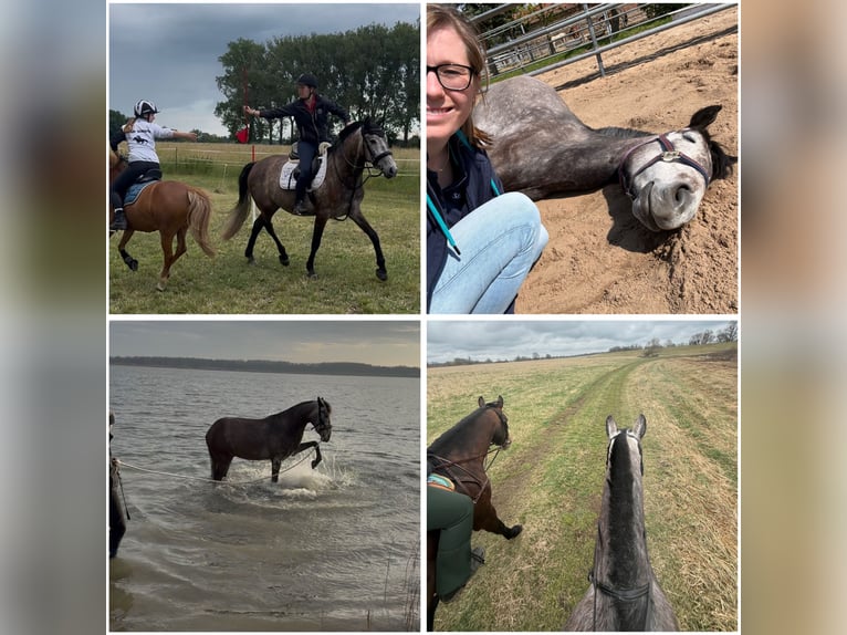 Irish sport horse Mix Ruin 4 Jaar 155 cm kan schimmel zijn in Beucha