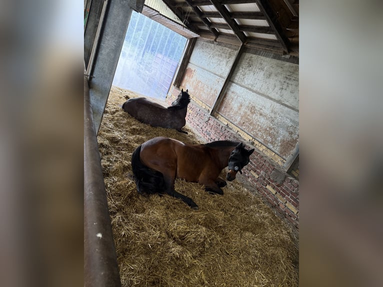 Irish sport horse Mix Ruin 4 Jaar 155 cm kan schimmel zijn in Beucha