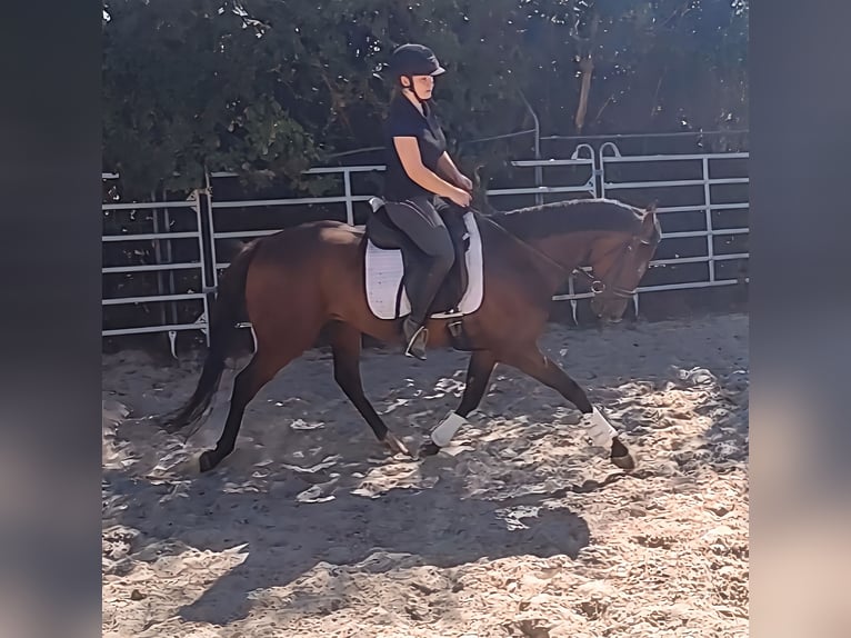 Irish sport horse Ruin 4 Jaar 158 cm Bruin in Lage