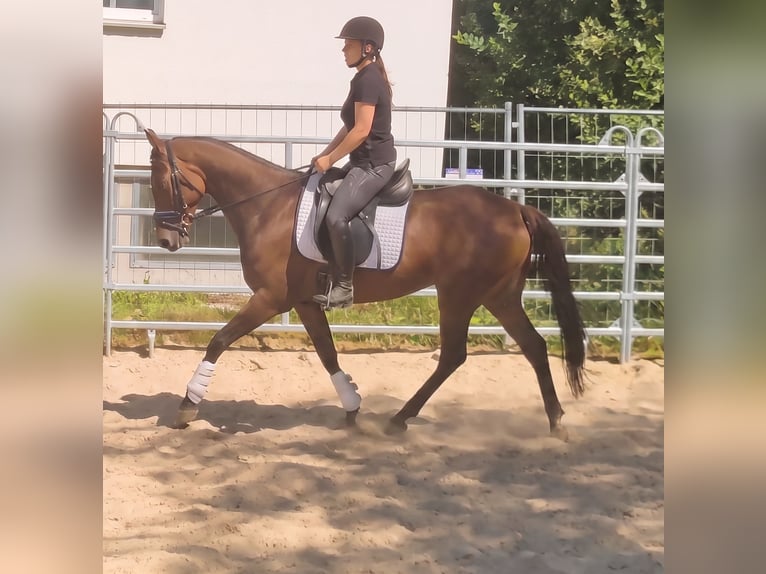 Irish sport horse Ruin 4 Jaar 158 cm Bruin in Lage