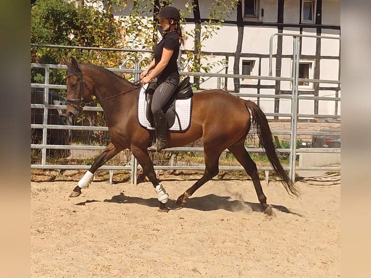 Irish sport horse Ruin 4 Jaar 158 cm Bruin in Lage