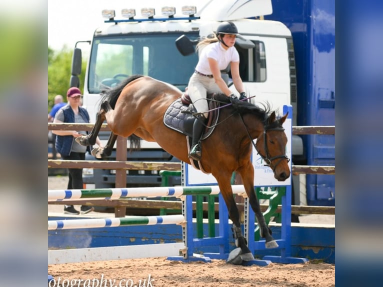 Irish sport horse Ruin 4 Jaar 158 cm Roodbruin in Newry