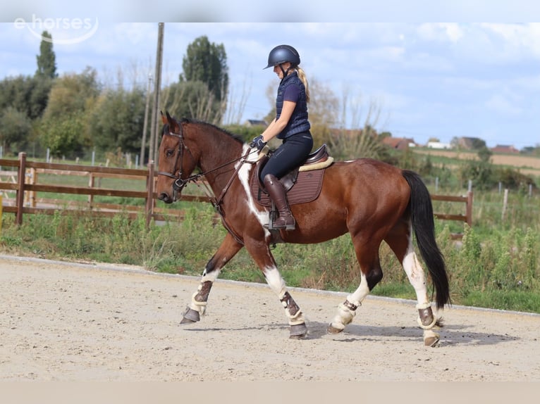 Irish sport horse Ruin 4 Jaar 160 cm Gevlekt-paard in Pepingen