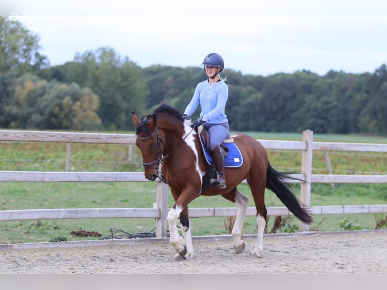 Irish sport horse Ruin 4 Jaar 160 cm Gevlekt-paard in Pepingen
