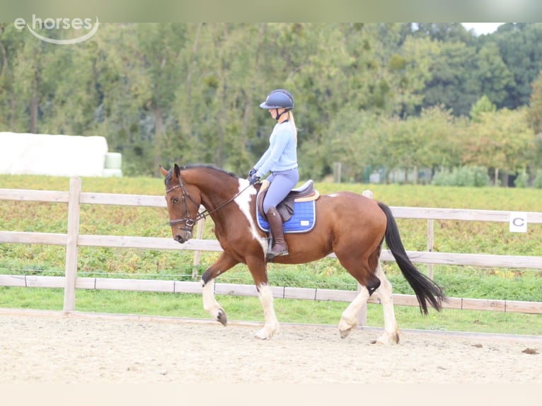 Irish sport horse Ruin 4 Jaar 160 cm Gevlekt-paard in Pepingen