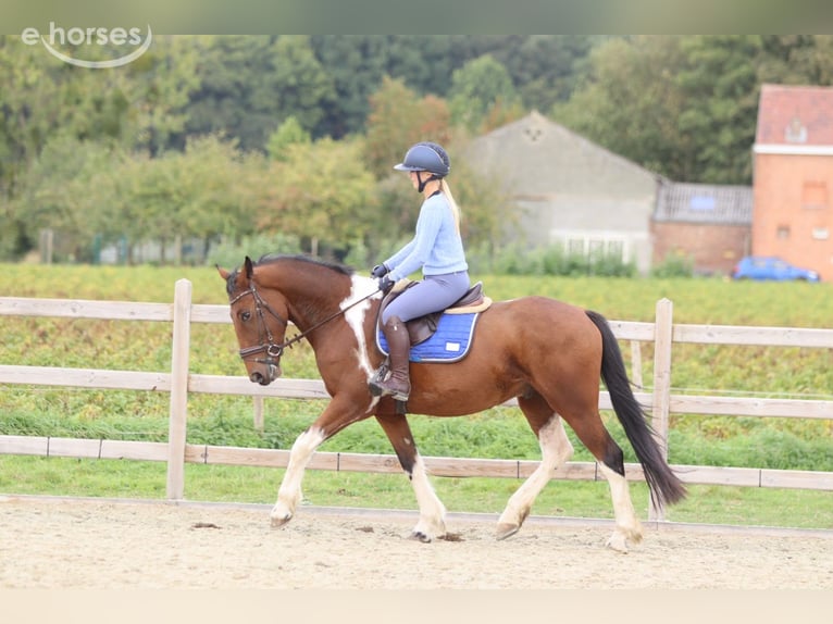 Irish sport horse Ruin 4 Jaar 160 cm Gevlekt-paard in Pepingen