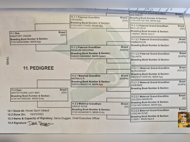 Irish sport horse Ruin 4 Jaar 160 cm Vos in Lathen