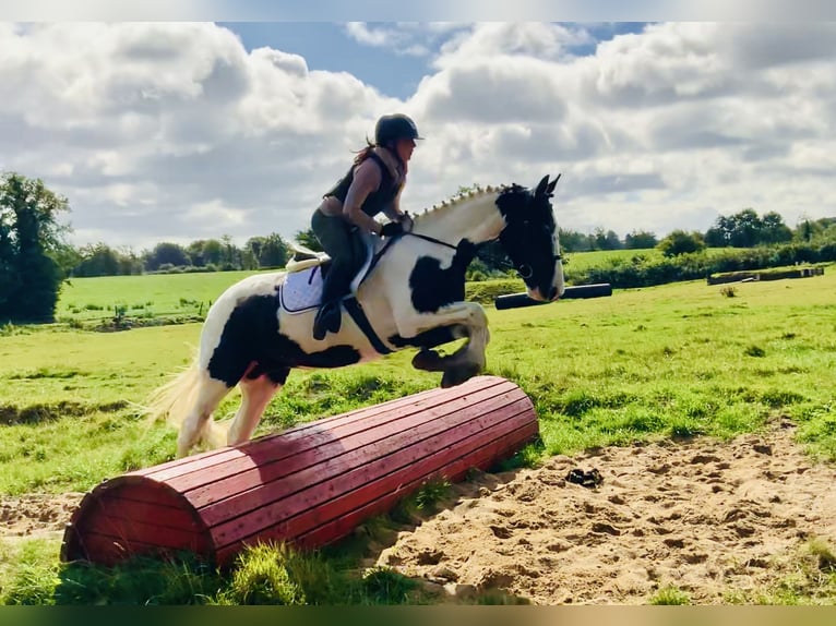 Irish sport horse Ruin 4 Jaar 162 cm Gevlekt-paard in Mountrath