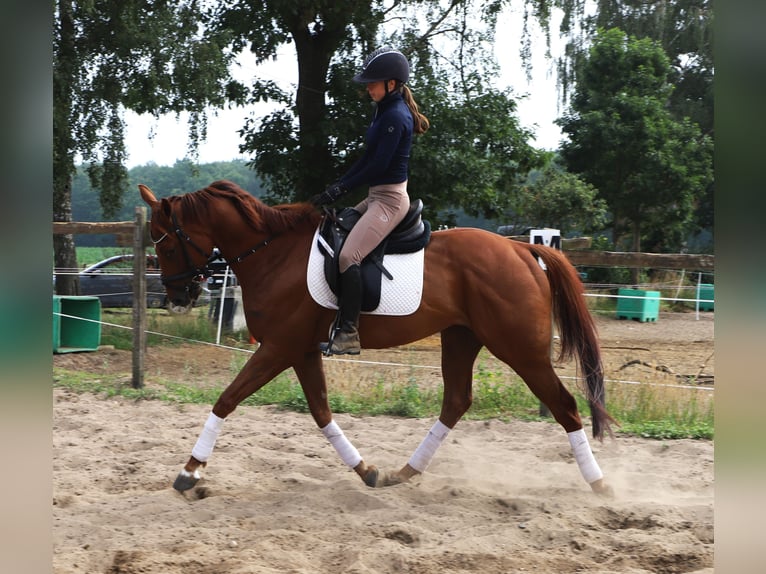Irish sport horse Mix Ruin 4 Jaar 162 cm Vos in Uelsen