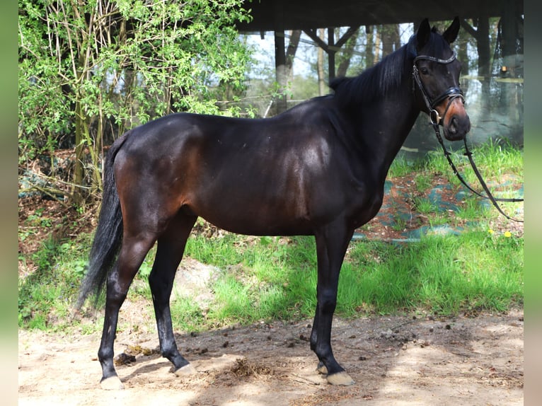 Irish sport horse Mix Ruin 4 Jaar 162 cm Zwart in Uelsen