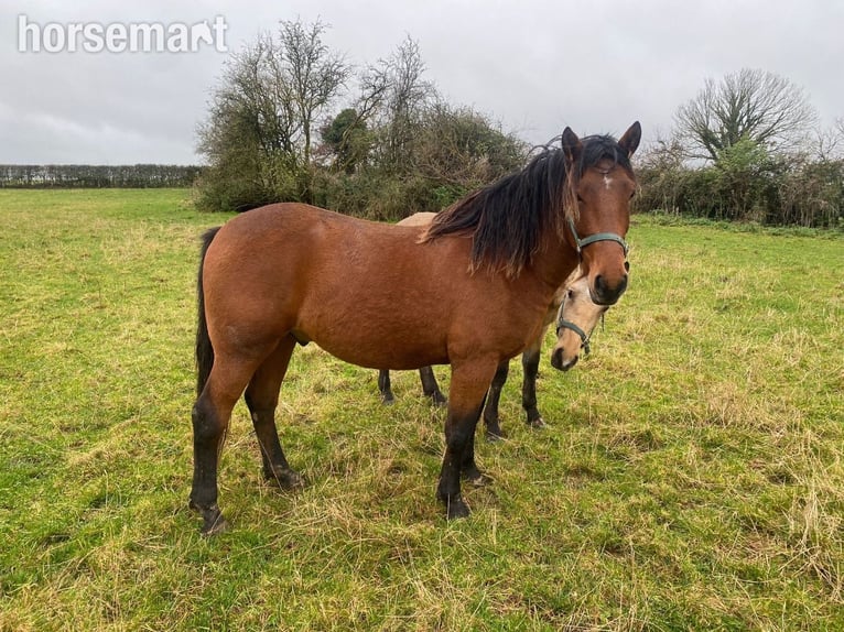 Irish sport horse Ruin 4 Jaar 163 cm Bruin in Kildare