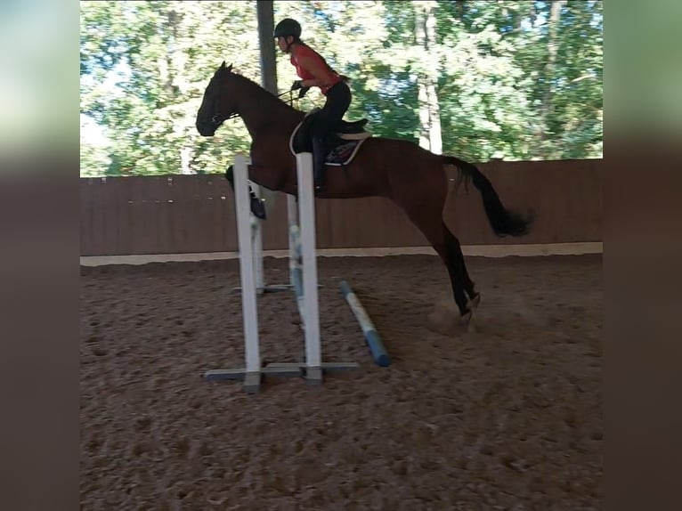 Irish sport horse Ruin 4 Jaar 163 cm Bruin in Langmannersdorf