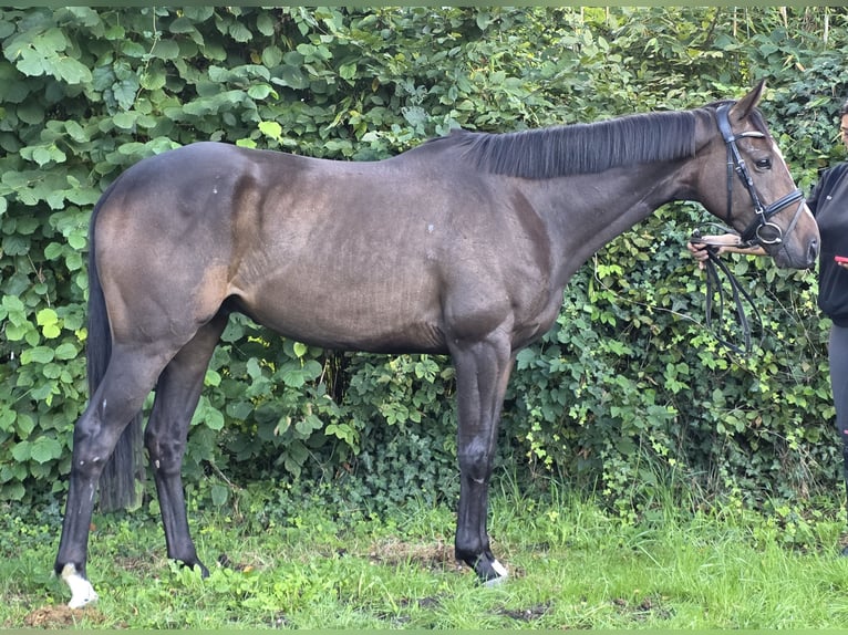 Irish sport horse Ruin 4 Jaar 163 cm Zwartbruin in Wachtendonk