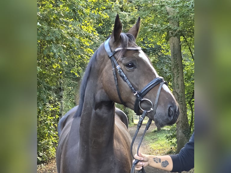 Irish sport horse Ruin 4 Jaar 163 cm Zwartbruin in Wachtendonk