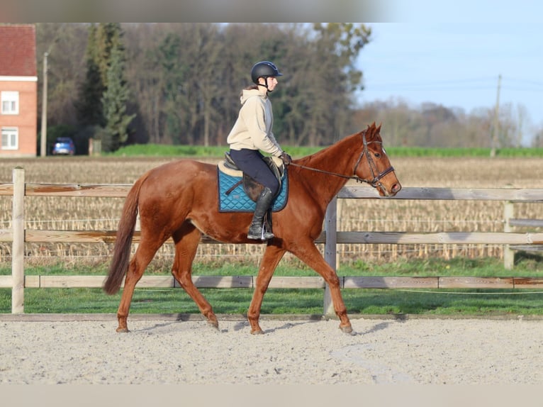 Irish sport horse Ruin 4 Jaar 164 cm Donkere-vos in Bogaarden
