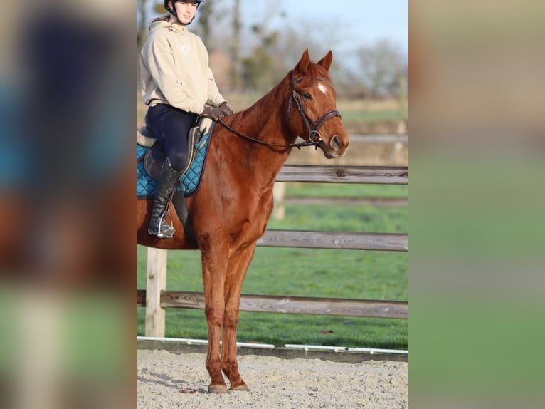 Irish sport horse Ruin 4 Jaar 164 cm Donkere-vos in Bogaarden