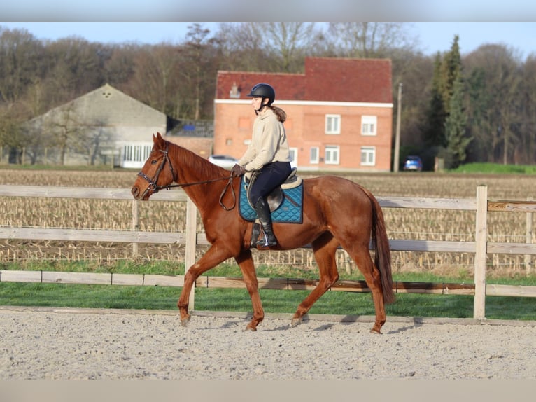 Irish sport horse Ruin 4 Jaar 164 cm Donkere-vos in Bogaarden